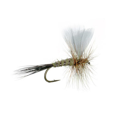 Fly Fishing Entomology - ST. MARY'S RIVER ASSOCIATION